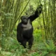 How Climate Change Affects Mountain Gorilla Habitats