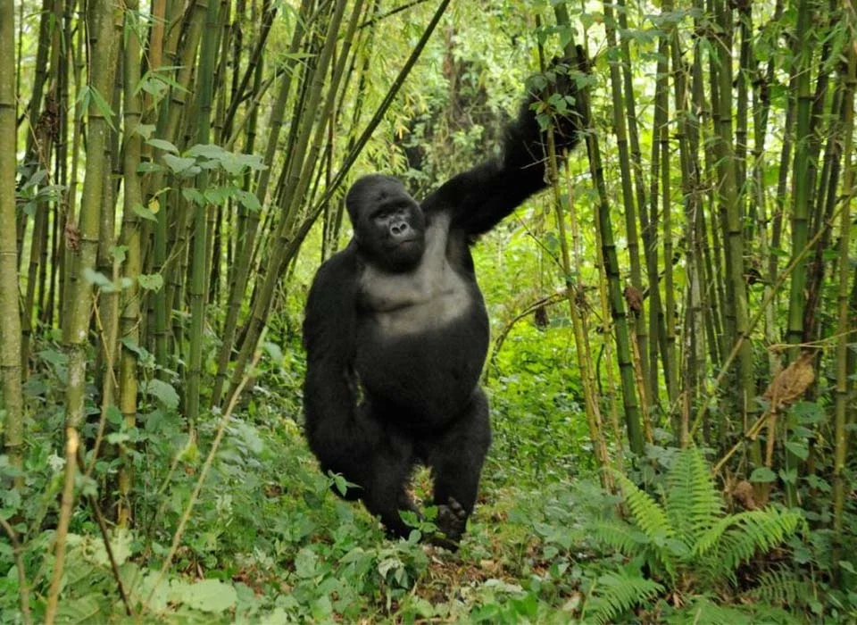 How Climate Change Affects Mountain Gorilla Habitats