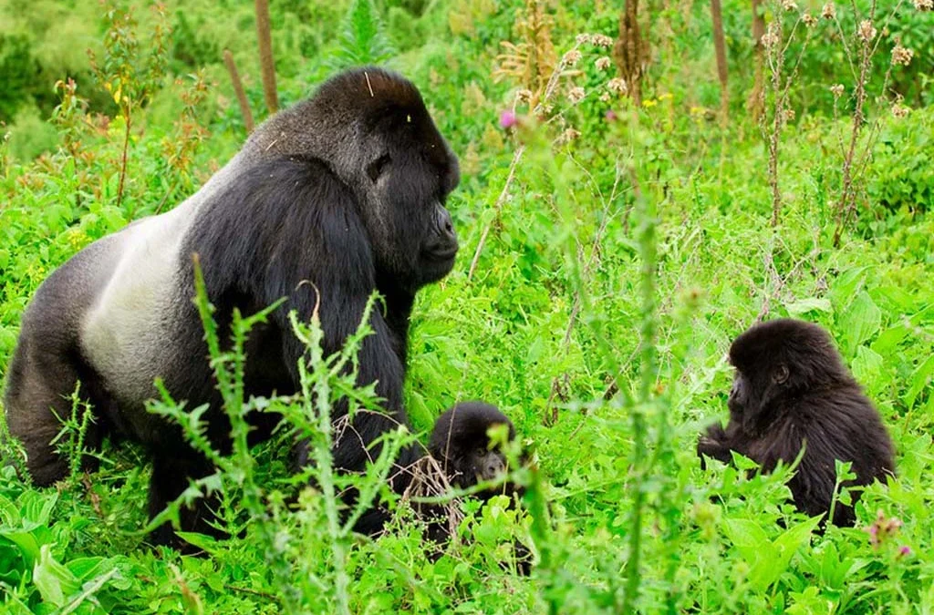 Igisha Gorilla Family in Volcanoes National Park