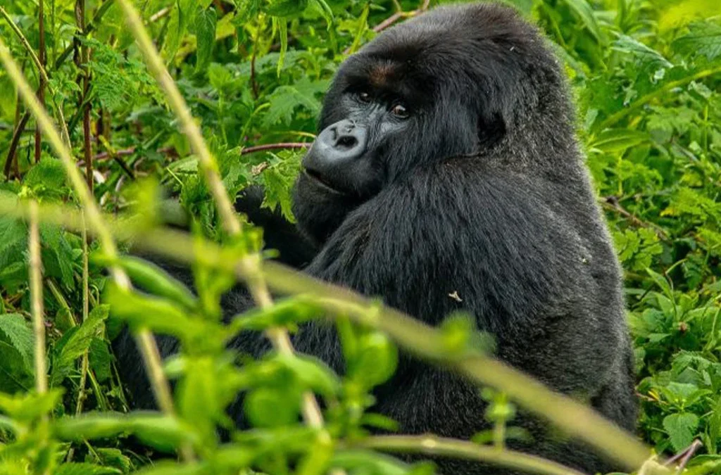 Is Bwindi National Park Safe for Visitors?