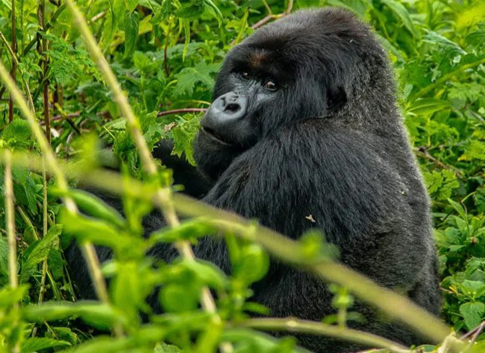 Is Bwindi National Park Safe for Visitors?