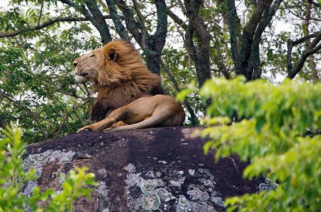 Is Kidepo Valley National Park Suitable for Big Five Safaris?