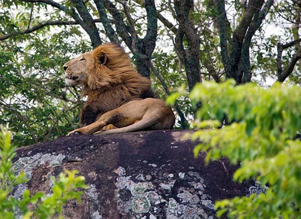 Is Kidepo Valley National Park Suitable for Big Five Safaris?