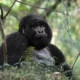 Luxury Safari Experiences in Rwanda