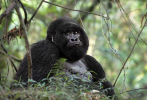 Luxury Safari Experiences in Rwanda