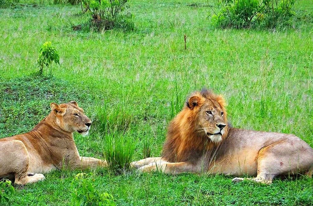 Must-Visit Places in Uganda: A Complete Guide to the Pearl of Africa