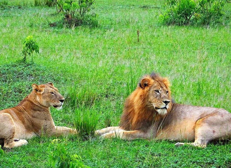 Must-Visit Places in Uganda: A Complete Guide to the Pearl of Africa