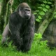 Mountain vs lowland gorillas differ in habitat, size, diet, and behavior, reflecting unique adaptations to contrasting African environments.