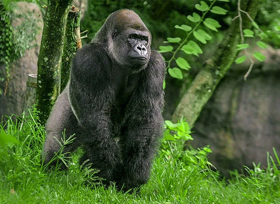 Mountain vs lowland gorillas differ in habitat, size, diet, and behavior, reflecting unique adaptations to contrasting African environments.