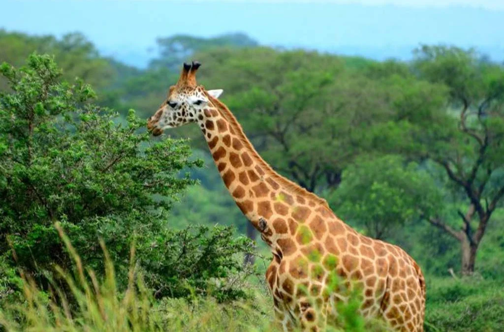 The Best Wildlife Experiences in Murchison Falls National Park