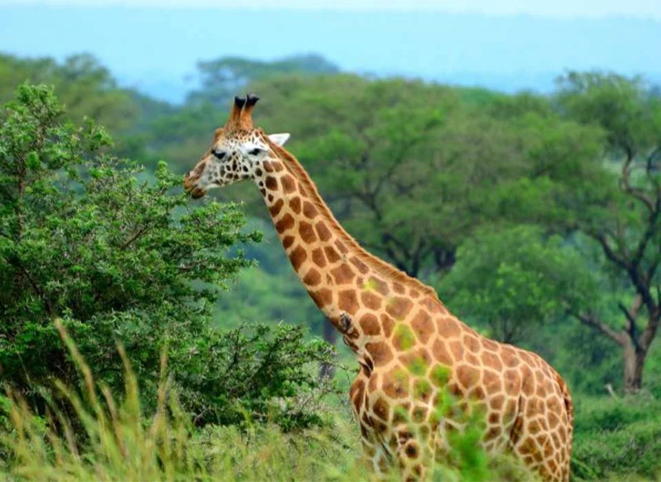 The Best Wildlife Experiences in Murchison Falls National Park