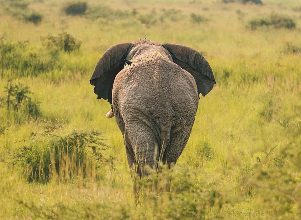 Wildlife Conservation Success in Akagera National Park