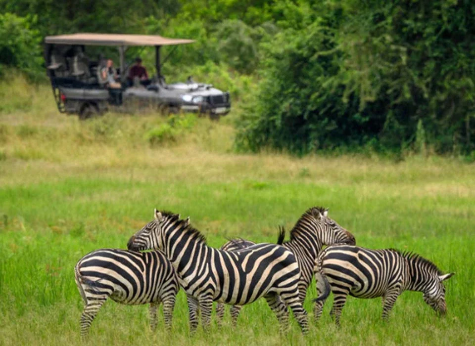 Rwanda’s Luxurious Safari Experiences