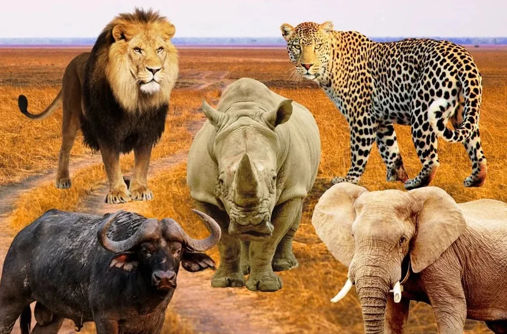 The Big Five Animals in Uganda