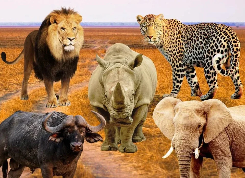 The Big Five Animals in Uganda