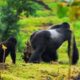 The Role of Silverbacks in Gorilla Families
