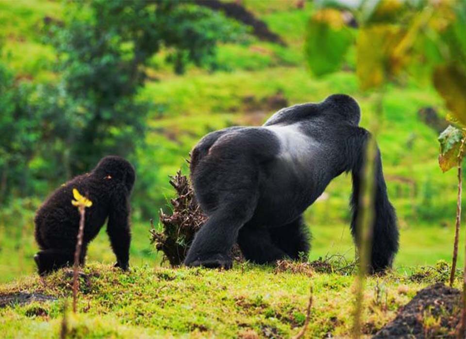 The Role of Silverbacks in Gorilla Families