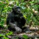 Uganda Chimpanzee Trekking for Beginners