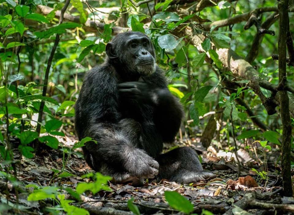 Uganda Chimpanzee Trekking for Beginners