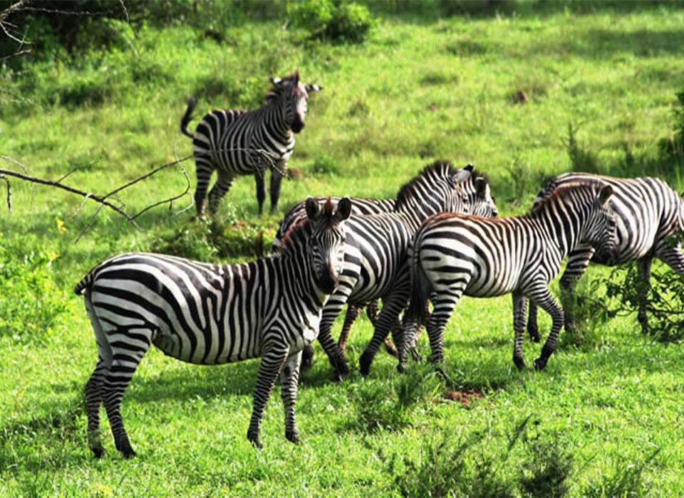 What Makes Uganda’s Wildlife Safari Unique?