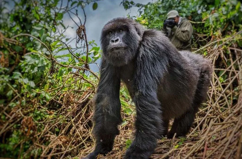 Understanding Gorilla Trekking in Rwanda