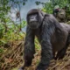 Understanding Gorilla Trekking in Rwanda