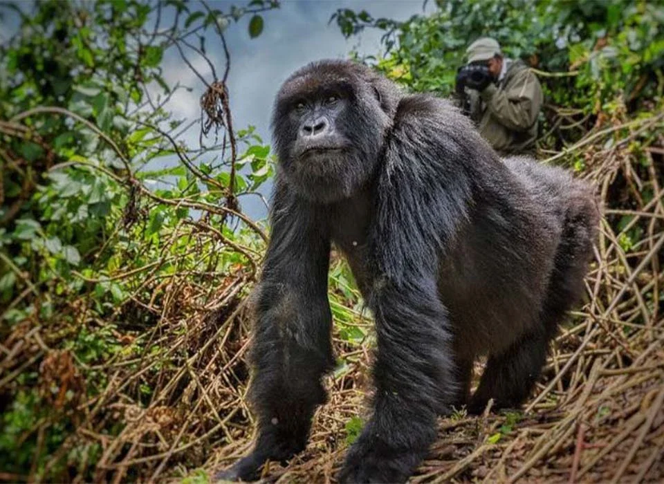 Understanding Gorilla Trekking in Rwanda