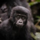 What Is Gorilla Trekking?