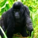 Who is Eligible to Buy Gorilla Permits in Uganda?