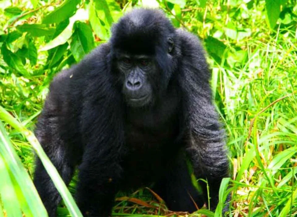 Who is Eligible to Buy Gorilla Permits in Uganda?