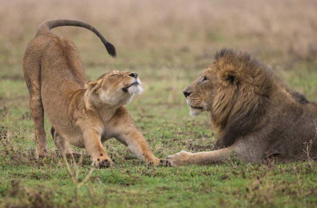 Can You See the Big Five in Rwanda?