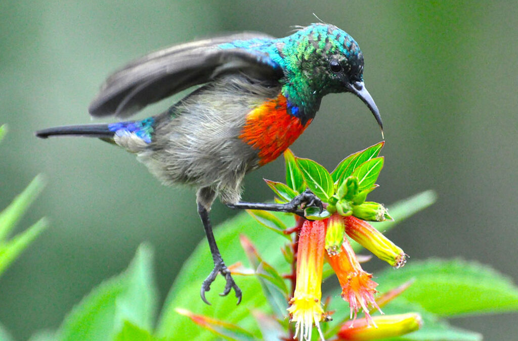 ChatGPT said: Birding Safari in Nyungwe National Park
