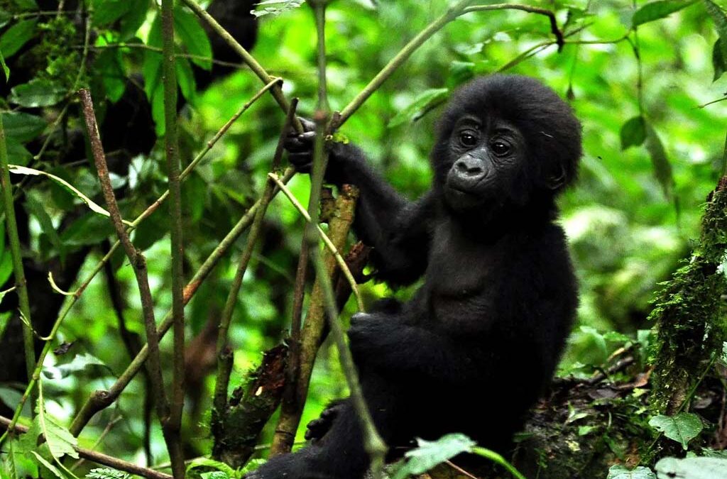 Best Activities to Do in Bwindi During October