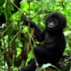 Best Activities to Do in Bwindi During October
