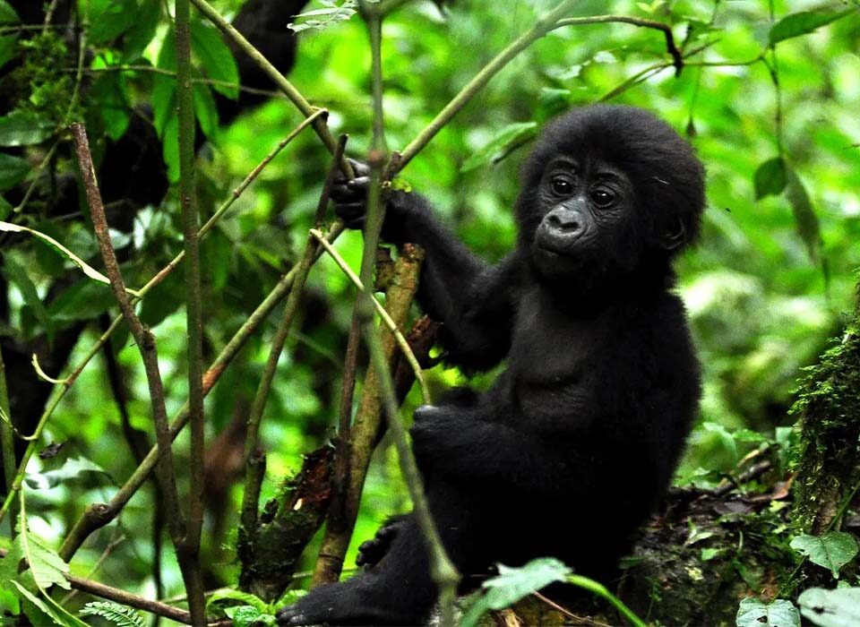Best Activities to Do in Bwindi During October