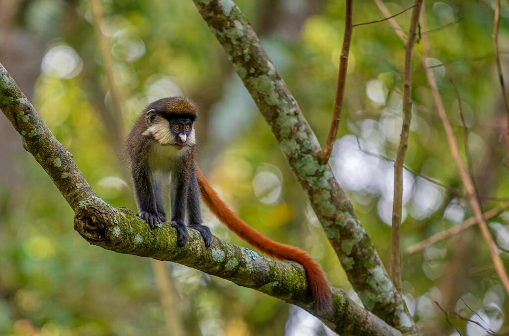Animals to See in Bwindi Impenetrable National park