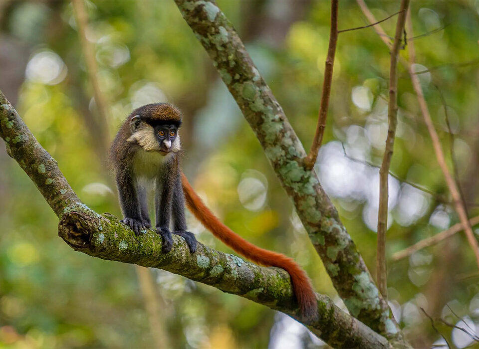 Animals to See in Bwindi Impenetrable National park