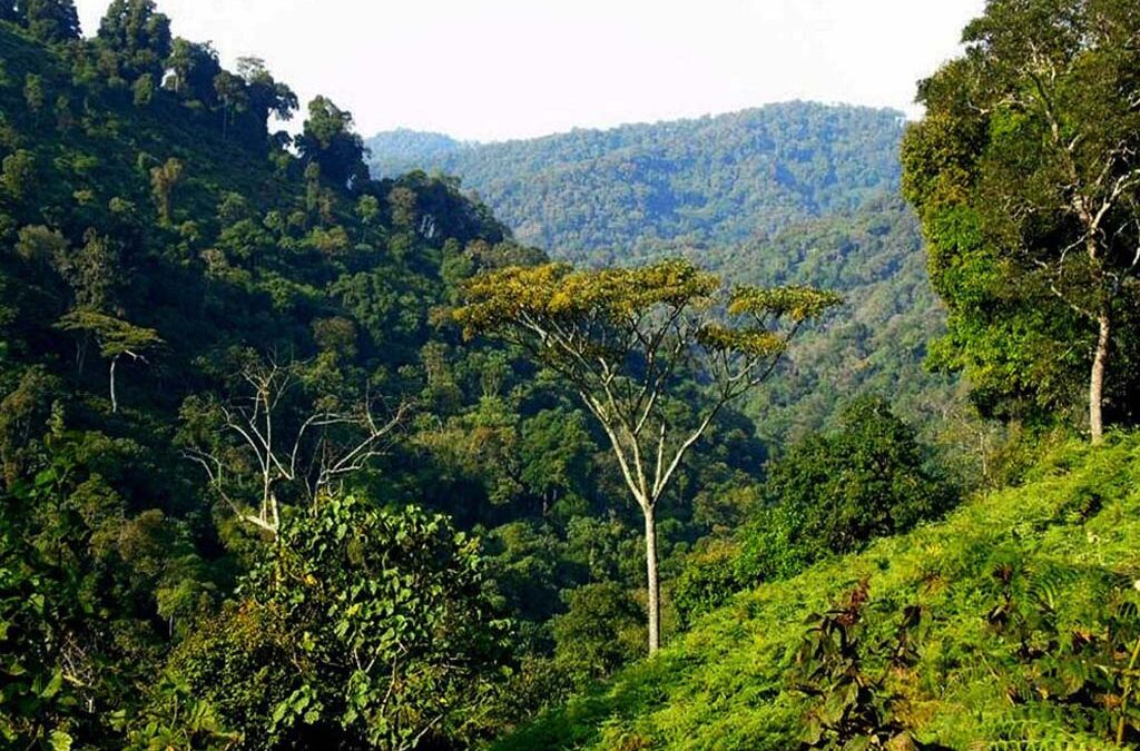 Why Is Bwindi Called “Impenetrable”?
