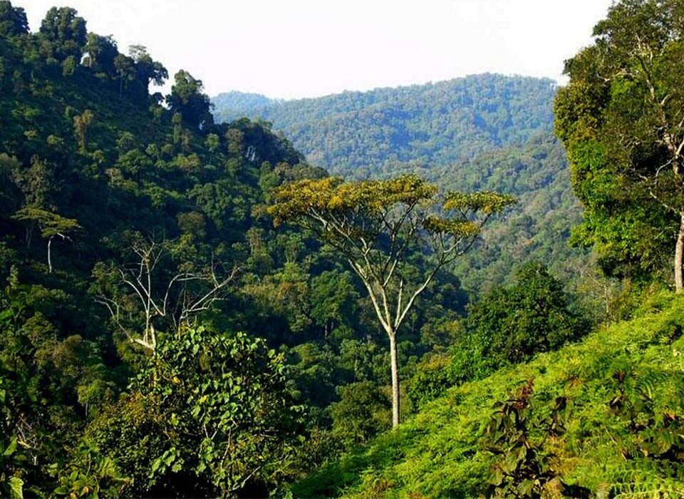 Why Is Bwindi Called “Impenetrable”?