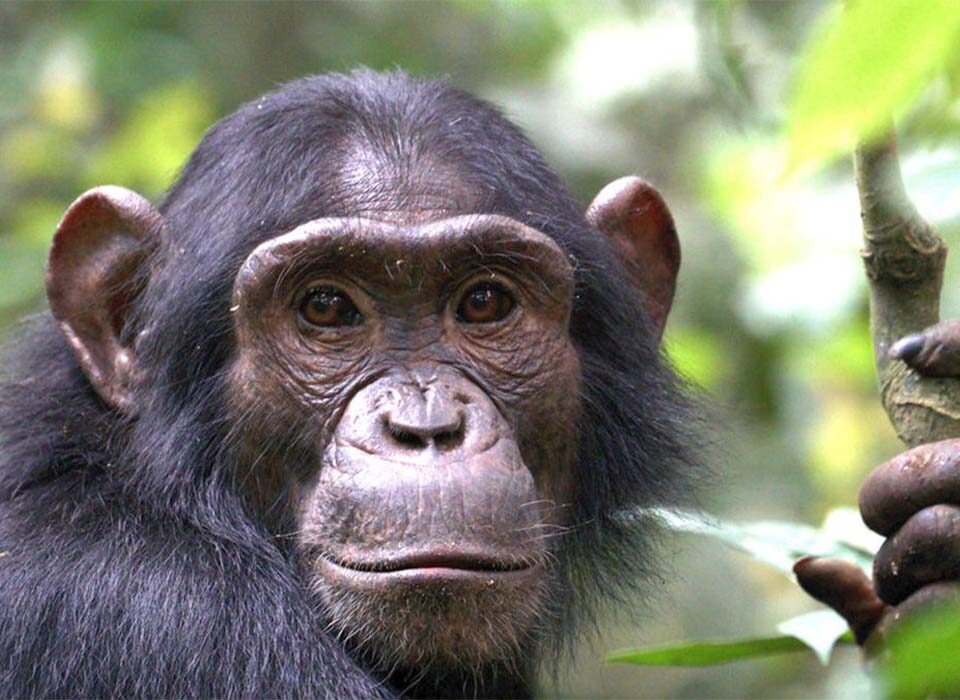 What Does a Chimpanzee Safari Include?