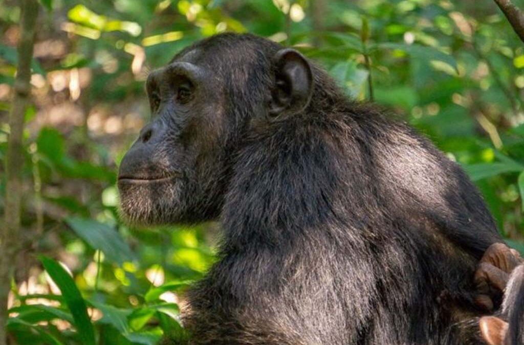 What Does a Chimpanzee Safari Include?