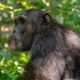 What  Does a Chimpanzee Safari Include?