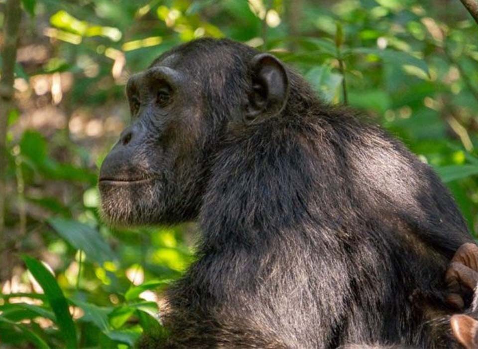 What  Does a Chimpanzee Safari Include?
