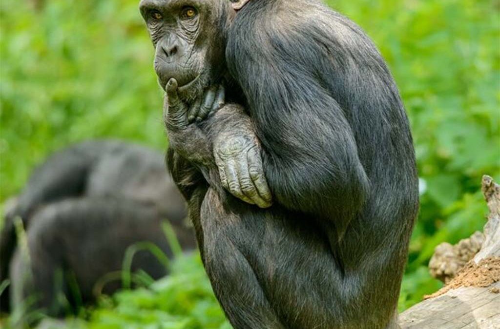 Do You Need a Permit to See Chimpanzees in Uganda?