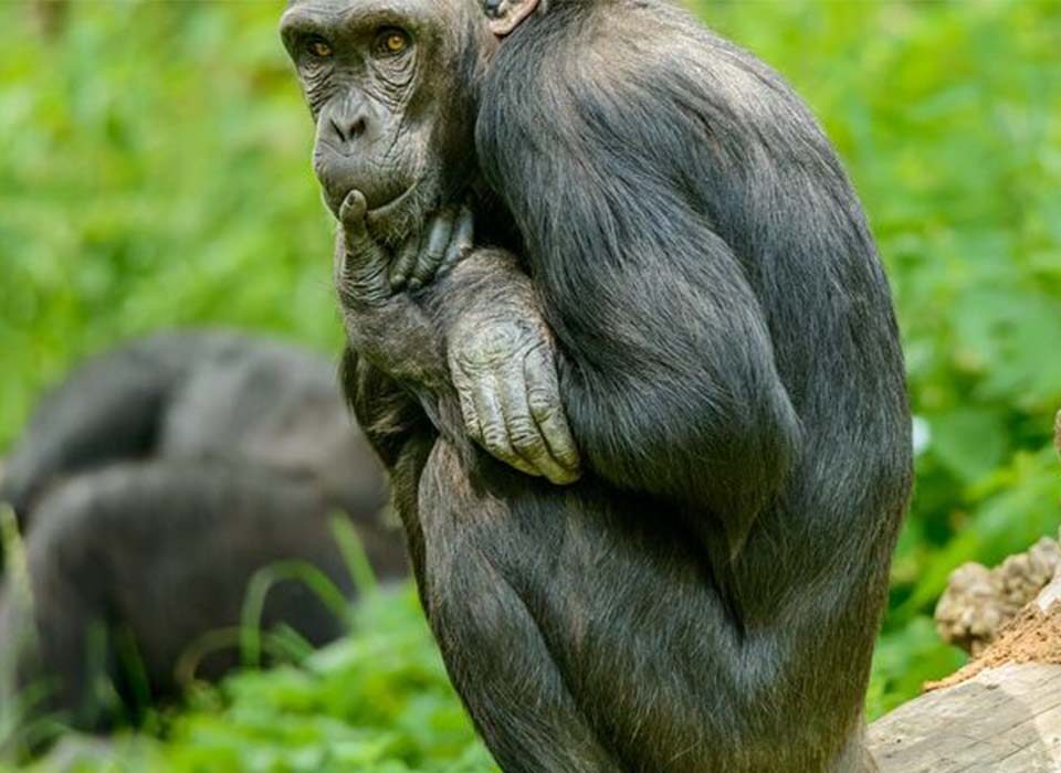 Do You Need a Permit to See Chimpanzees in Uganda?