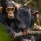 Does Observing Chimpanzees in Uganda Require a Permit?