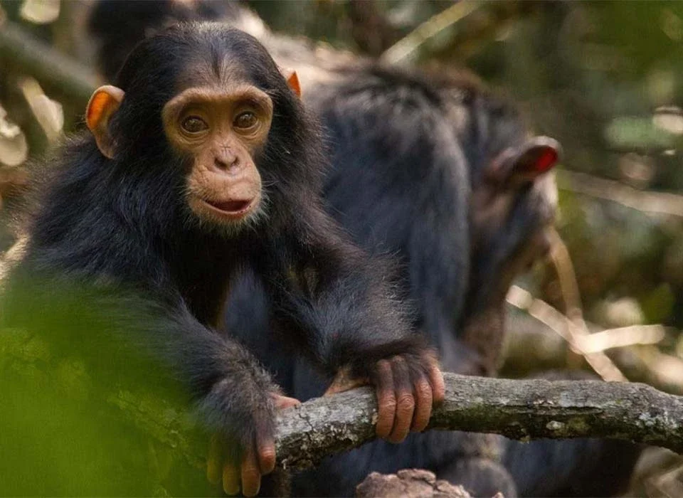 Does Observing Chimpanzees in Uganda Require a Permit?