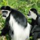 Colobus Monkey Trekking in Nyungwe National Park