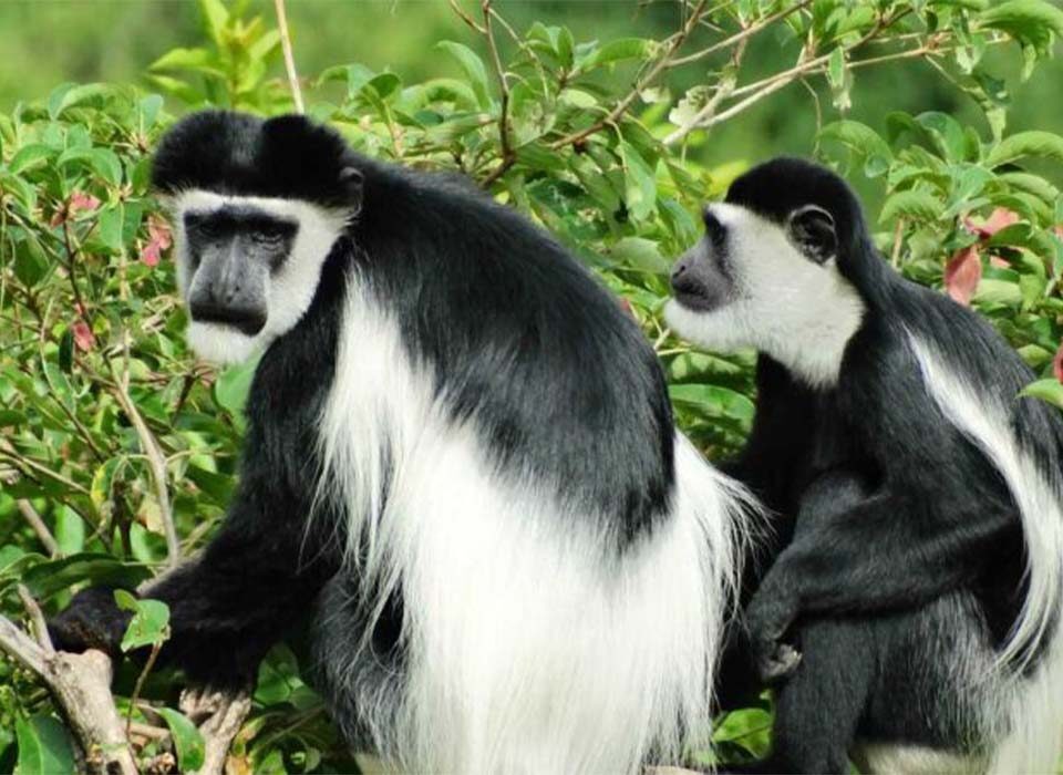 Colobus Monkey Trekking in Nyungwe National Park