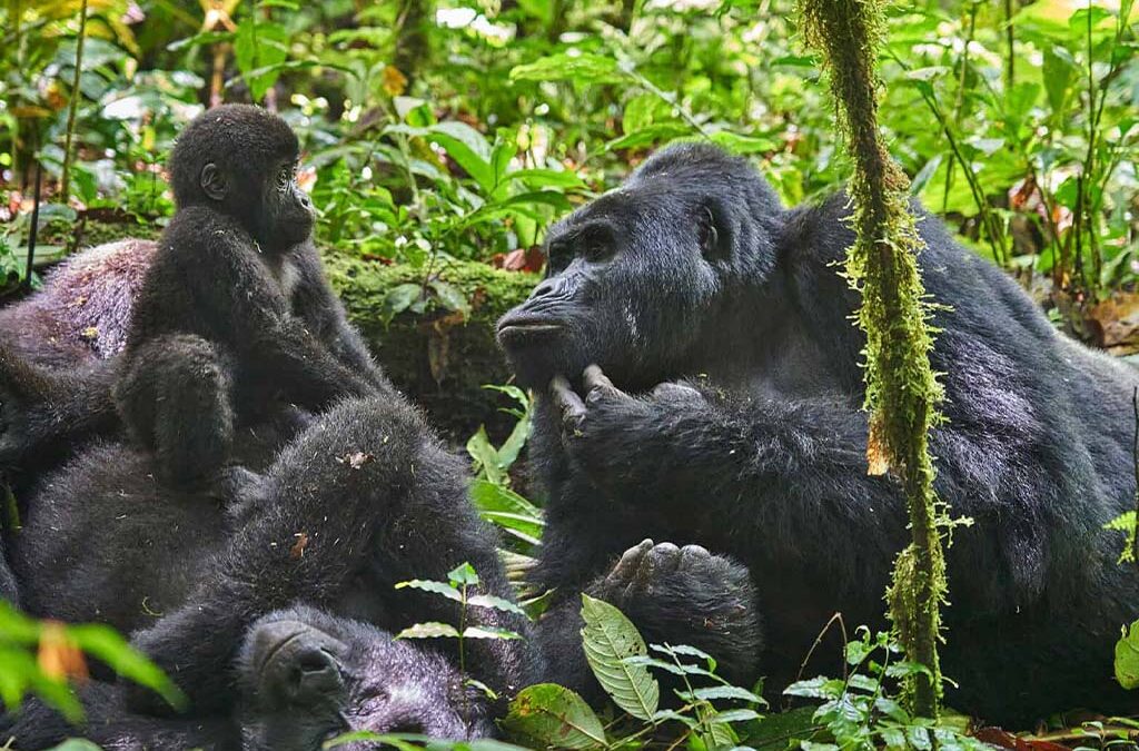 Eco-Tourism Activities in Uganda